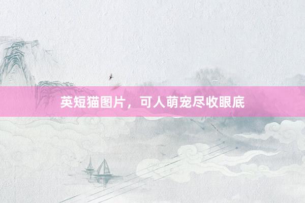 英短猫图片，可人萌宠尽收眼底